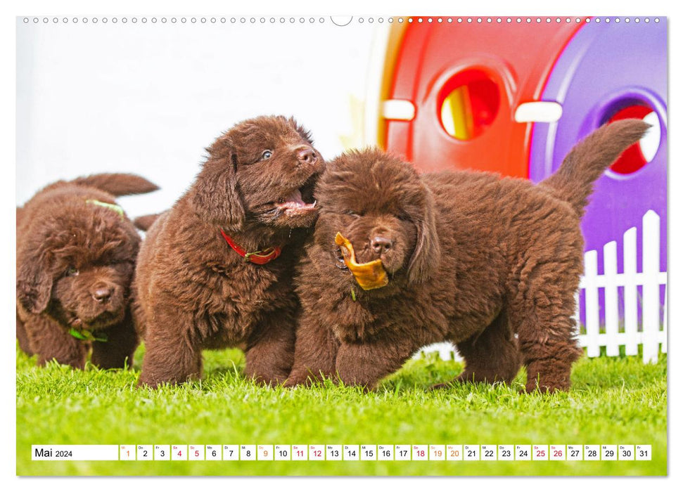 Newfoundland dog - pictures from the nursery (CALVENDO Premium wall calendar 2024) 