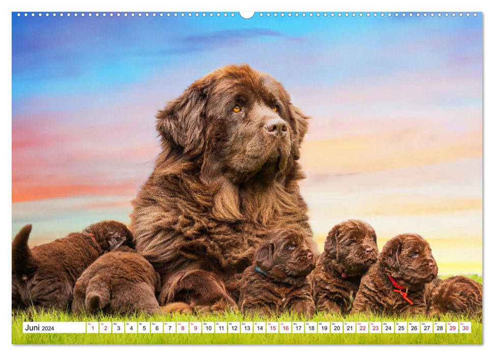 Newfoundland dog - pictures from the nursery (CALVENDO Premium wall calendar 2024) 