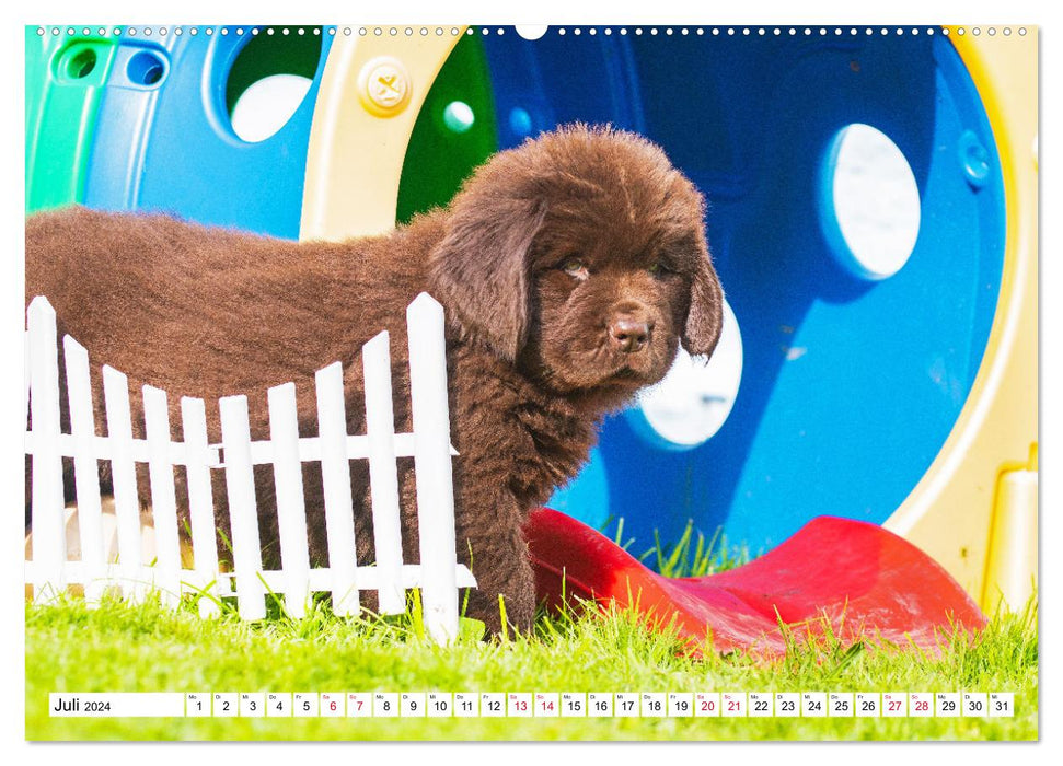 Newfoundland dog - pictures from the nursery (CALVENDO Premium wall calendar 2024) 