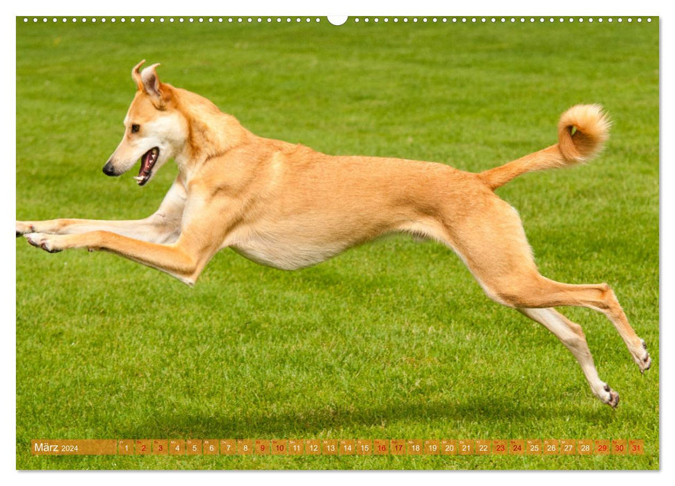 Witziger Windhund - Portugiesischer Galgo (CALVENDO Premium Wandkalender 2024)