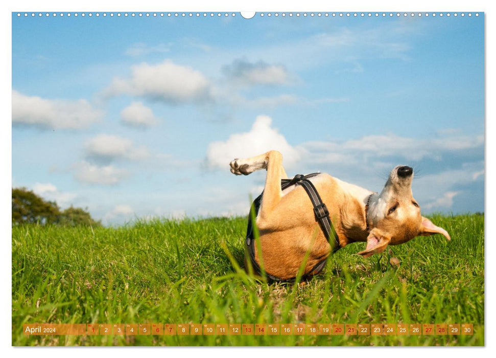 Funny Greyhound - Portuguese Galgo (CALVENDO Premium Wall Calendar 2024) 