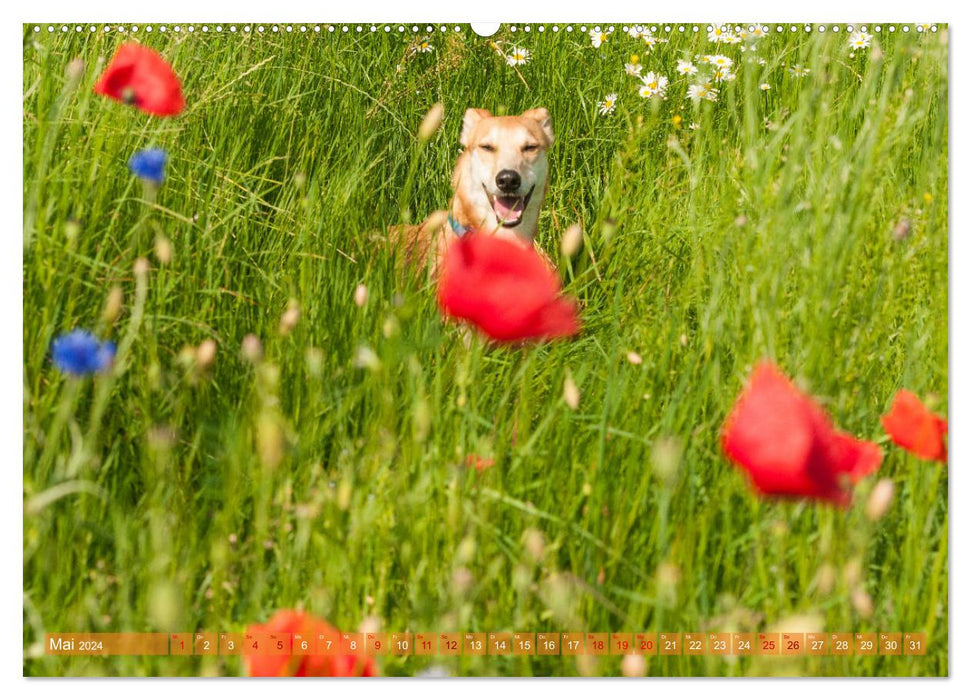 Funny Greyhound - Portuguese Galgo (CALVENDO Premium Wall Calendar 2024) 