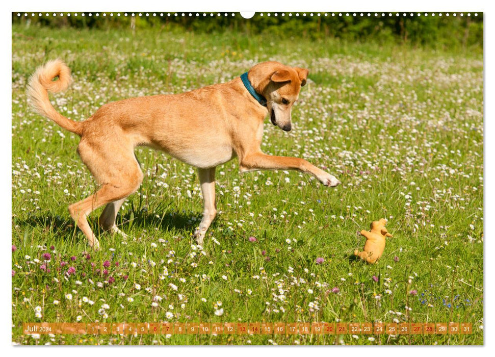 Funny Greyhound - Portuguese Galgo (CALVENDO Premium Wall Calendar 2024) 