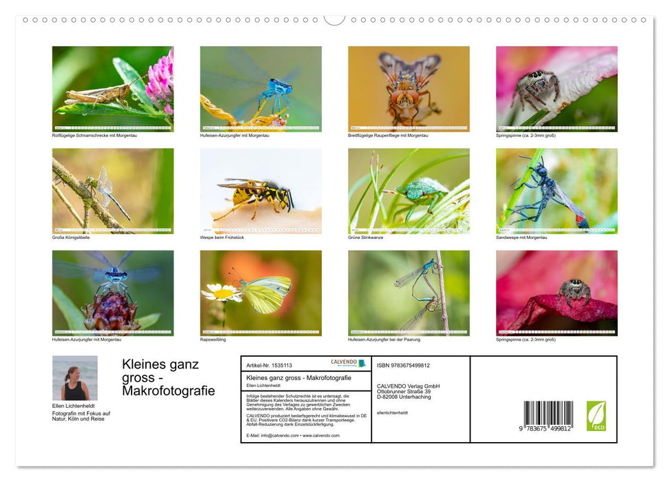 Kleines ganz groß - Makrofotografie (CALVENDO Premium Wandkalender 2024)