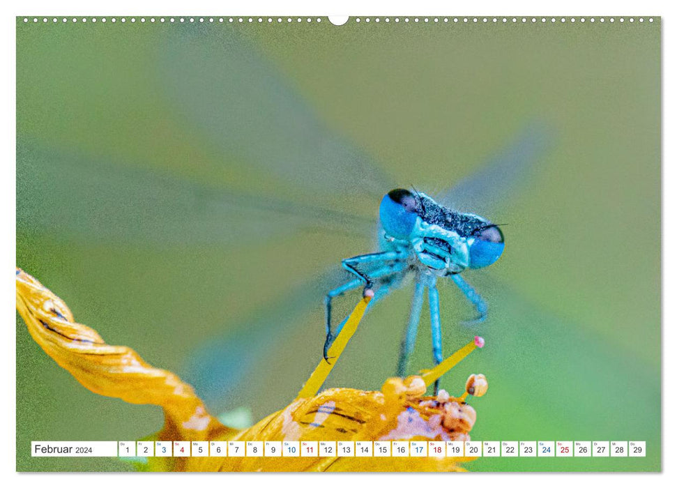 Kleines ganz groß - Makrofotografie (CALVENDO Premium Wandkalender 2024)