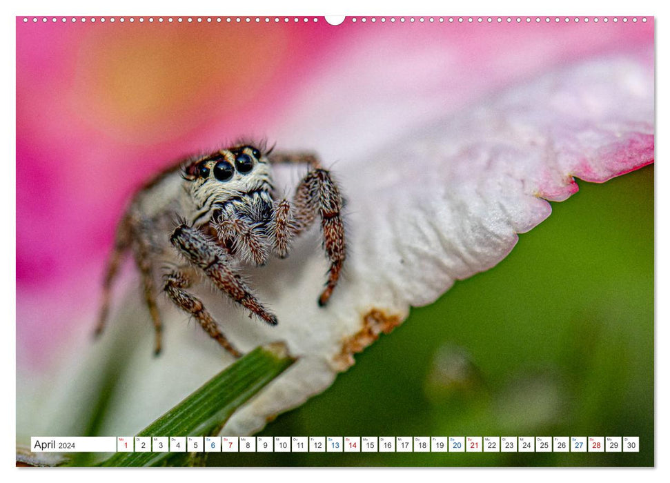 Small things are big - macro photography (CALVENDO Premium Wall Calendar 2024) 