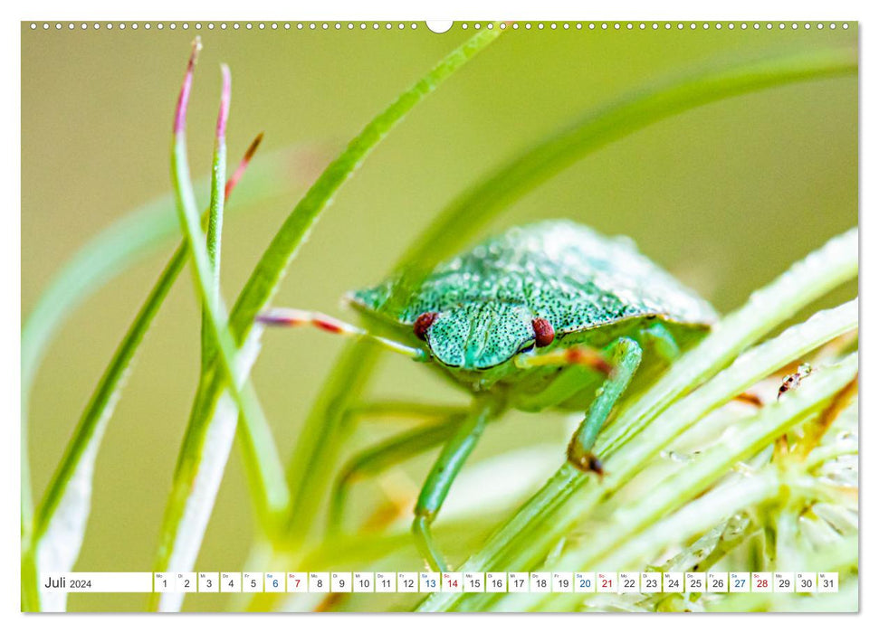 Small things are big - macro photography (CALVENDO Premium Wall Calendar 2024) 