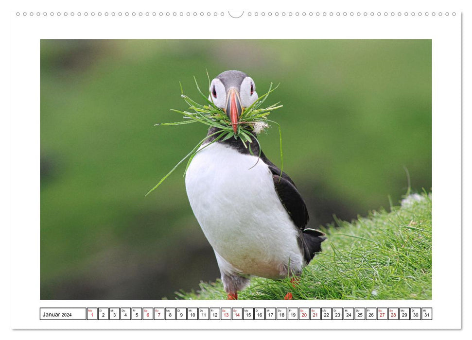 Puffin 2024 - Magical Birds of the Northern Sea (CALVENDO Wall Calendar 2024) 