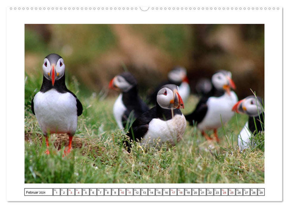 Puffin 2024 - Magical Birds of the Northern Sea (CALVENDO Wall Calendar 2024) 