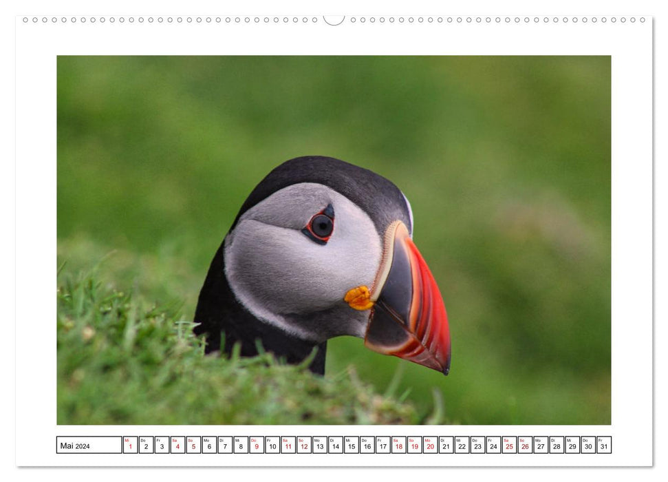 Puffin 2024 - Magical Birds of the Northern Sea (CALVENDO Wall Calendar 2024) 