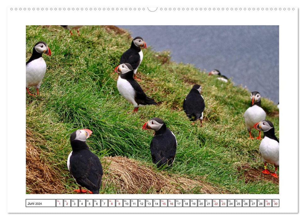 Macareux moine 2024 – Oiseaux magiques de la mer du Nord (Calendrier mural CALVENDO 2024) 