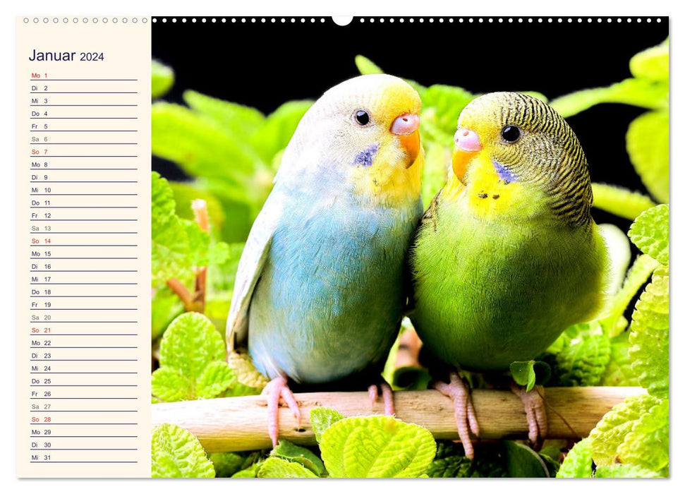 Adorable screamers. Budgies and Cockatiels (CALVENDO Premium Wall Calendar 2024) 