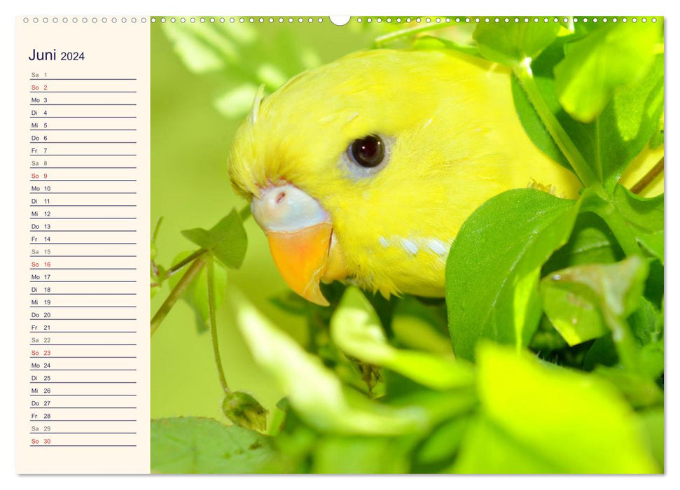 Adorable screamers. Budgies and Cockatiels (CALVENDO Premium Wall Calendar 2024) 