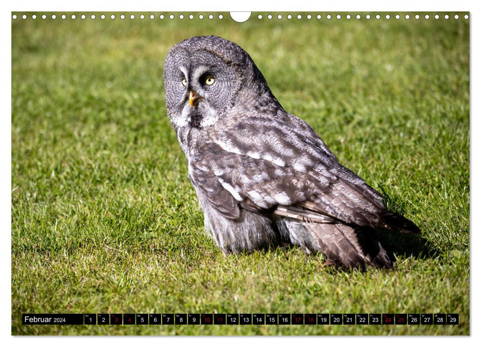 Fascination with birds of prey and owls (CALVENDO wall calendar 2024) 