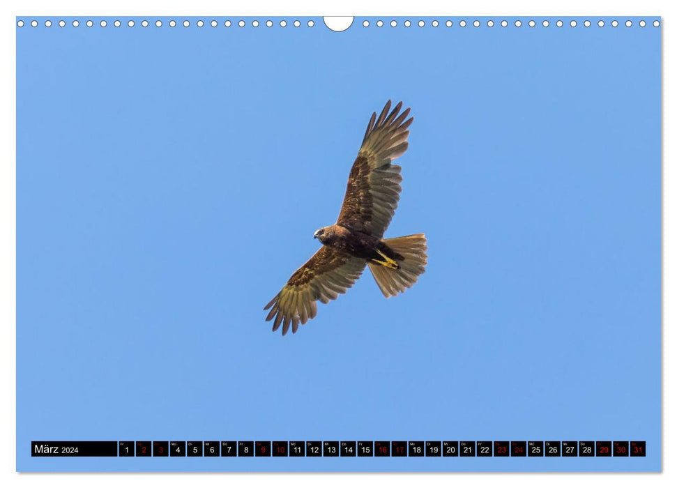 Fascination with birds of prey and owls (CALVENDO wall calendar 2024) 