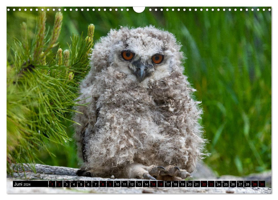 Fascination pour les rapaces et les hiboux (calendrier mural CALVENDO 2024) 