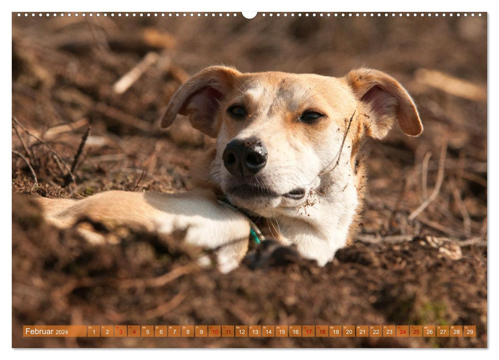 Funny Greyhound - Portuguese Galgo (CALVENDO Wall Calendar 2024) 