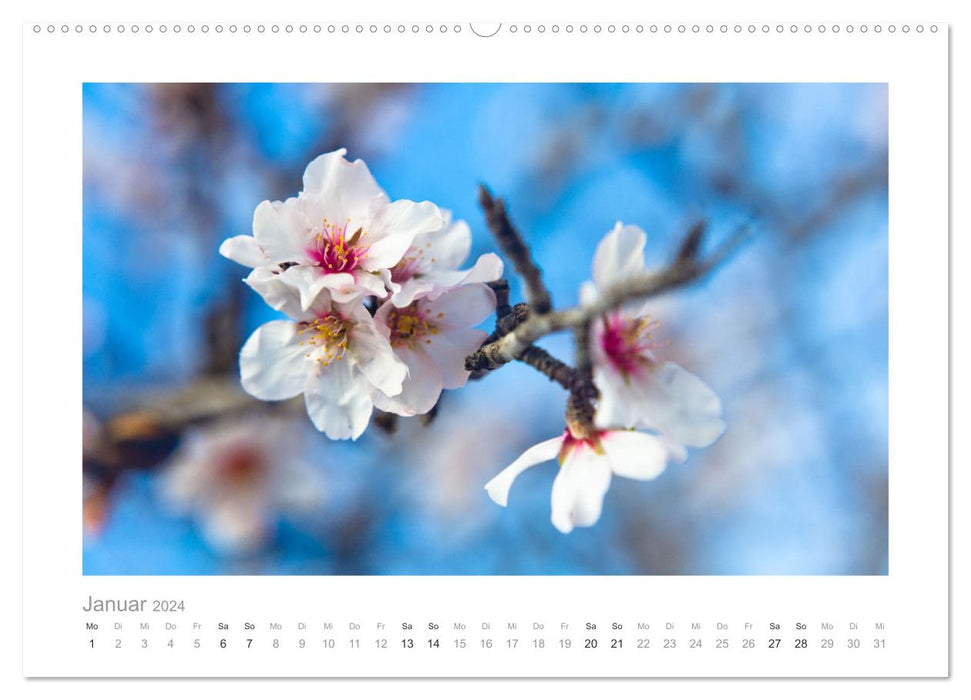 Mallorca - pure nature (CALVENDO wall calendar 2024) 