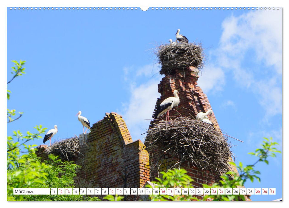 All the storks are already here - A village in East Prussia and its summer guests (CALVENDO Premium Wall Calendar 2024) 