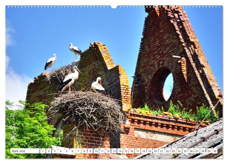 All the storks are already here - A village in East Prussia and its summer guests (CALVENDO Premium Wall Calendar 2024) 