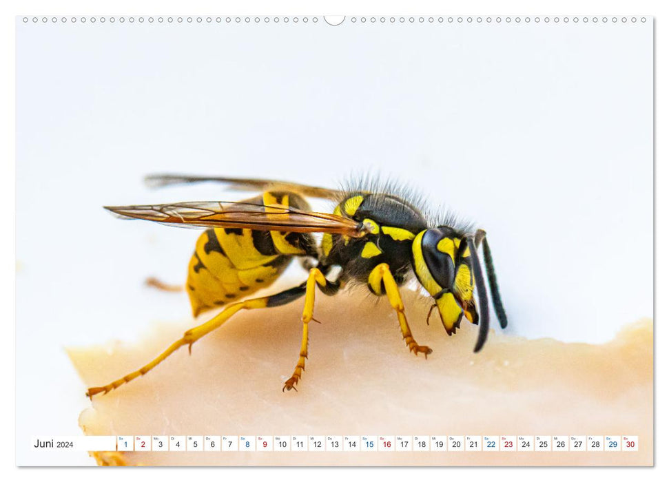 Small things are big - macro photography (CALVENDO wall calendar 2024) 