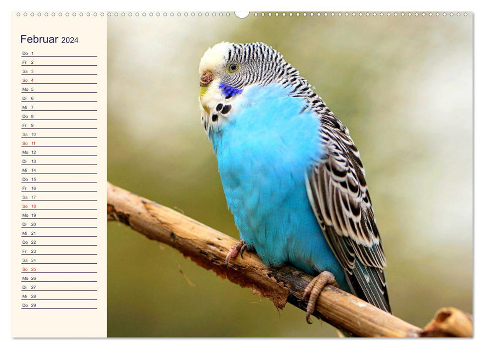 Adorable screamers. Budgies and cockatiels (CALVENDO wall calendar 2024) 