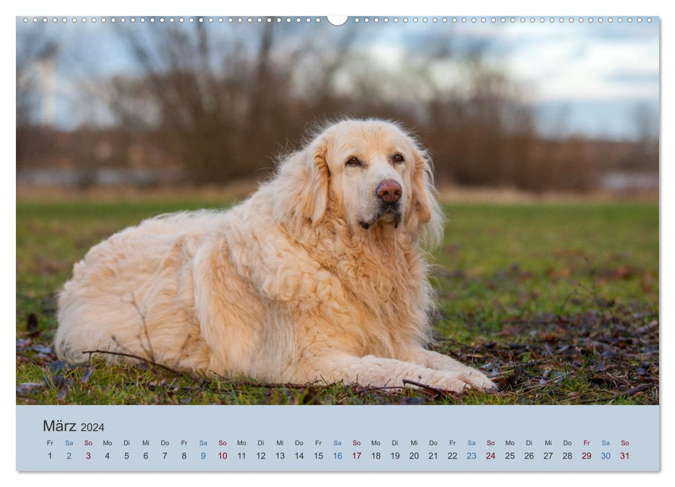 Kaukasischer Owtscharka (CALVENDO Premium Wandkalender 2024)