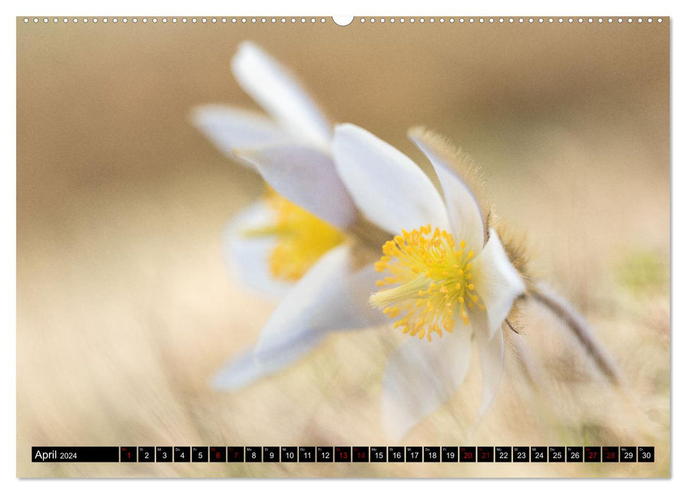 Faszinierendes Oberengadin (CALVENDO Wandkalender 2024)