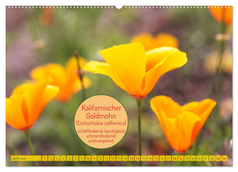 Heilsame und giftige Arzneipflanzen (CALVENDO Premium Wandkalender 2024)