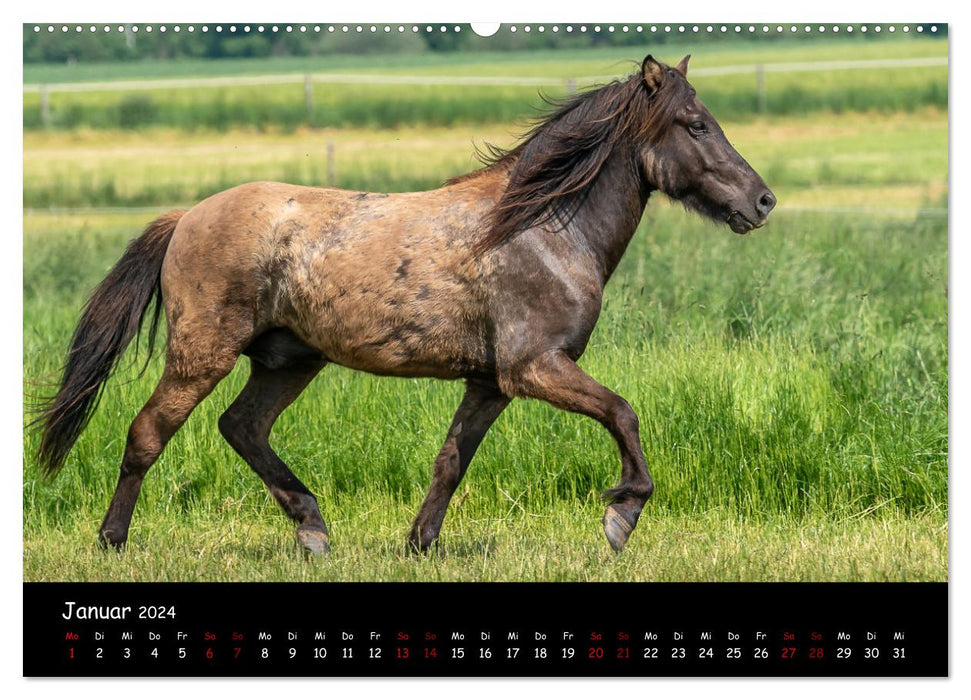 Charakterstarke Islandpferde (CALVENDO Premium Wandkalender 2024)