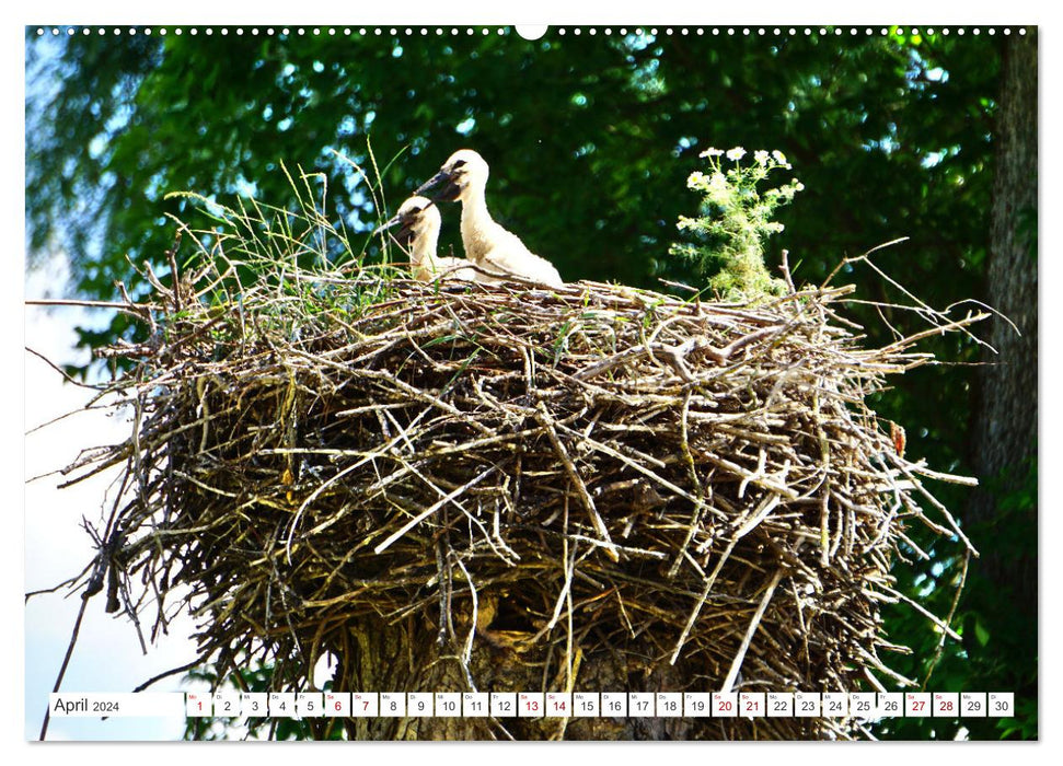 All the storks are already here - A village in East Prussia and its summer guests (CALVENDO wall calendar 2024) 