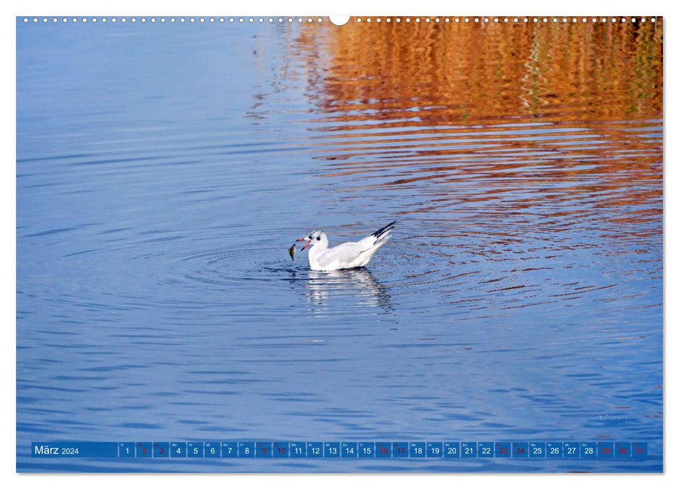 Steinhuder Meer, Vogel-Momente (CALVENDO Wandkalender 2024)