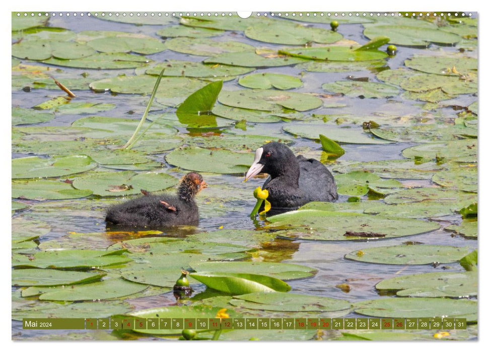 Steinhuder Meer, Vogel-Momente (CALVENDO Wandkalender 2024)