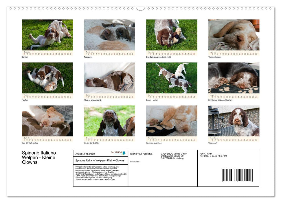 Spinone Italiano Puppies - Little Clowns (CALVENDO Premium Wall Calendar 2024) 