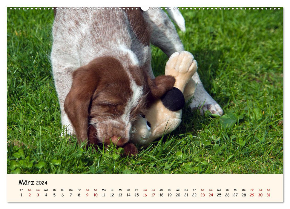 Spinone Italiano Puppies - Little Clowns (CALVENDO Premium Wall Calendar 2024) 