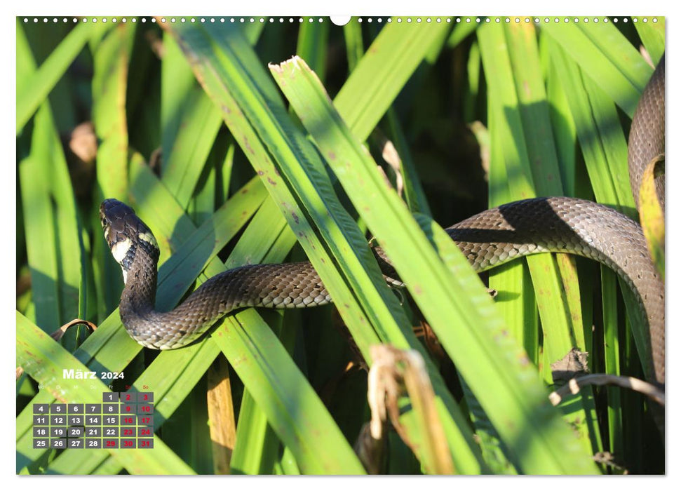 Sommer am Teich (CALVENDO Wandkalender 2024)