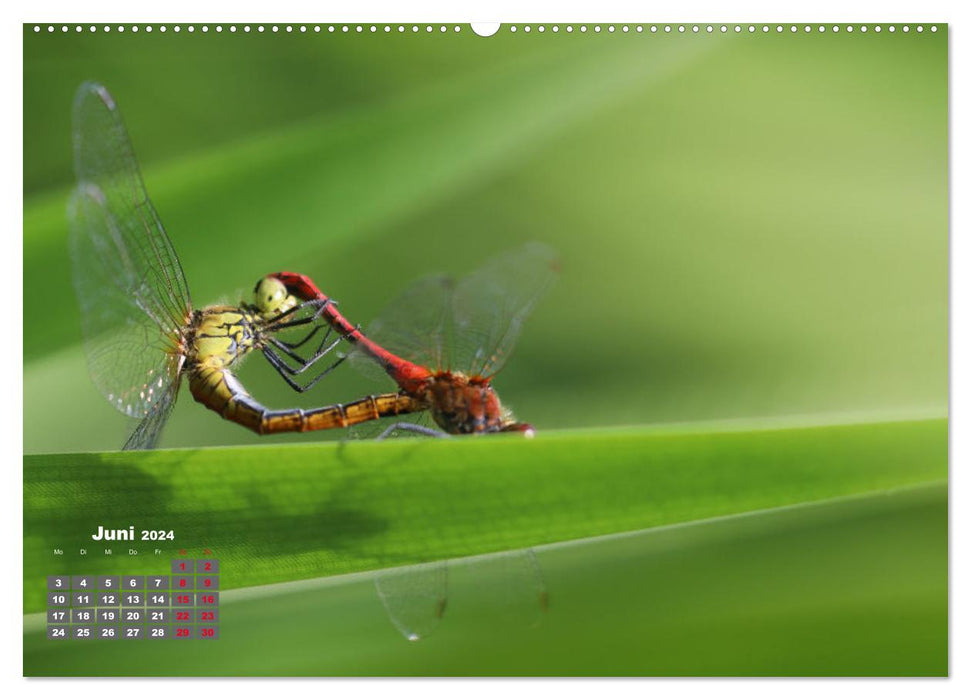 Sommer am Teich (CALVENDO Wandkalender 2024)