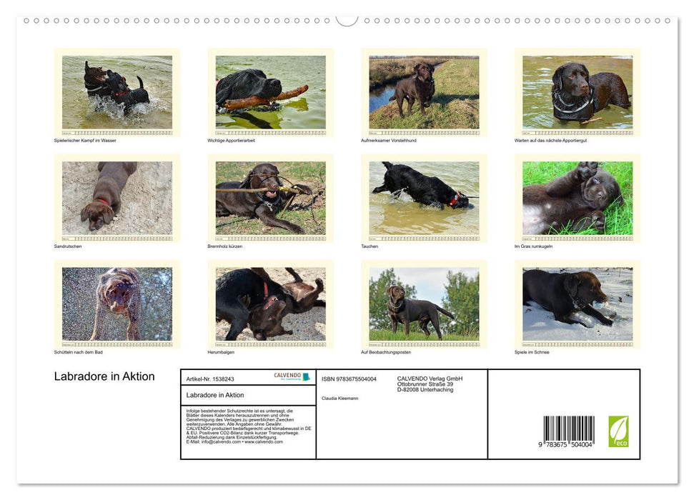 Labradors en action (Calendrier mural CALVENDO Premium 2024) 