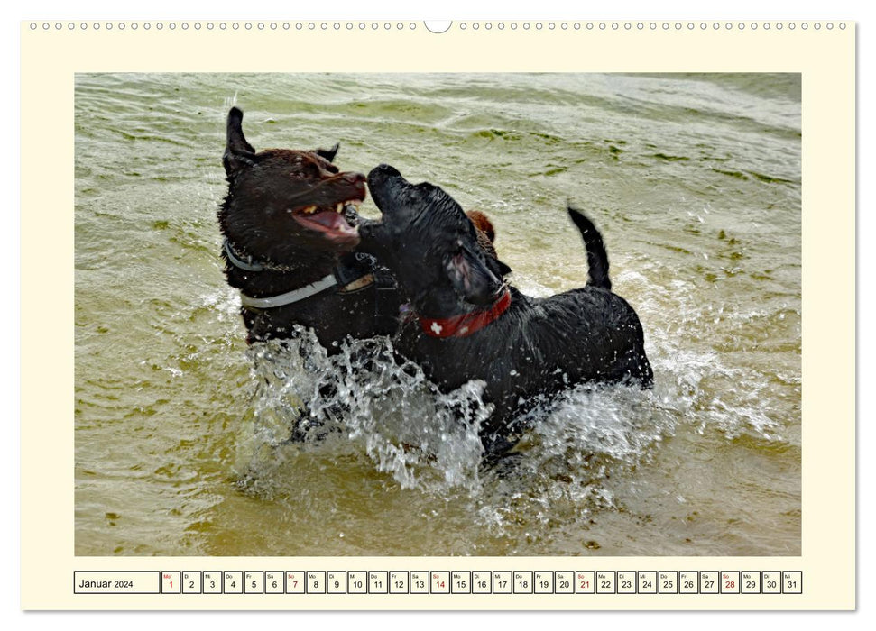 Labradors en action (Calendrier mural CALVENDO Premium 2024) 