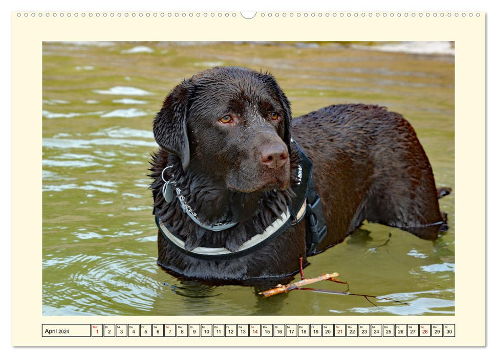 Labradors en action (Calendrier mural CALVENDO Premium 2024) 