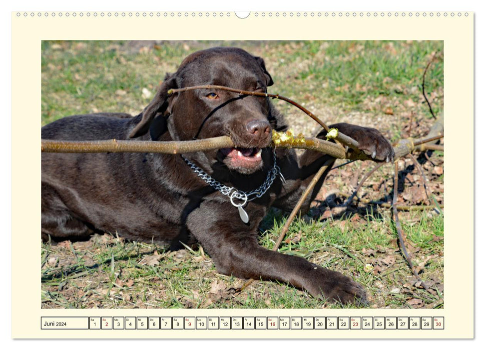 Labradors en action (Calendrier mural CALVENDO Premium 2024) 