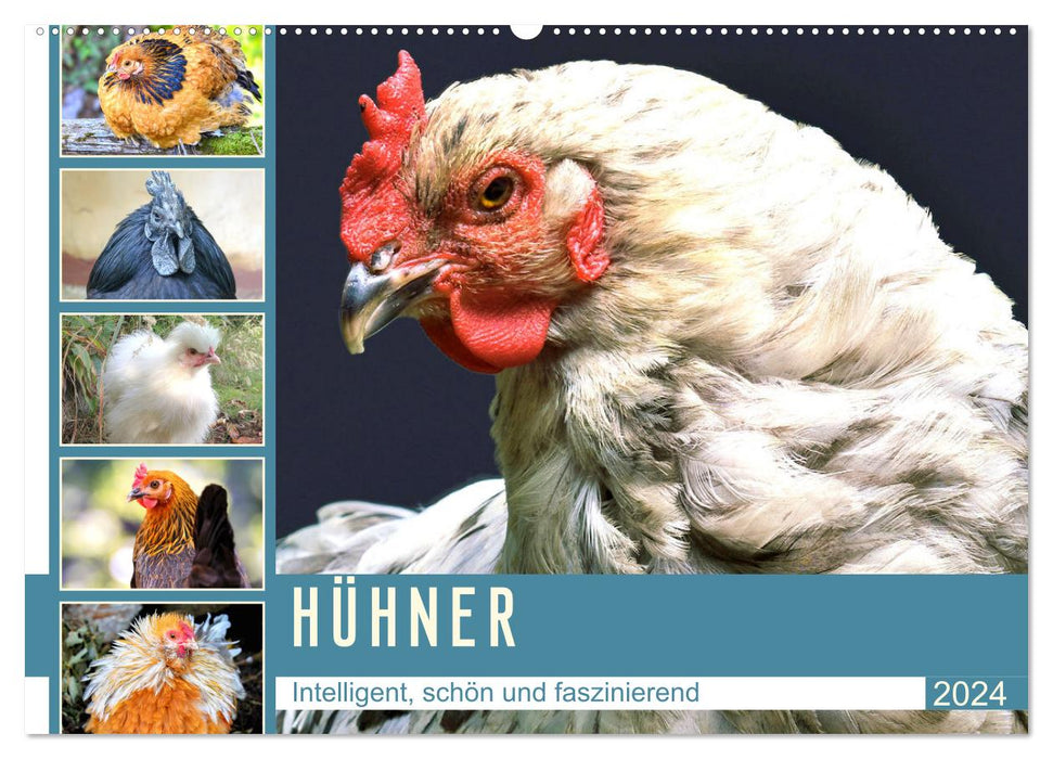 Poulet. Intelligent, beau et fascinant (calendrier mural CALVENDO 2024) 