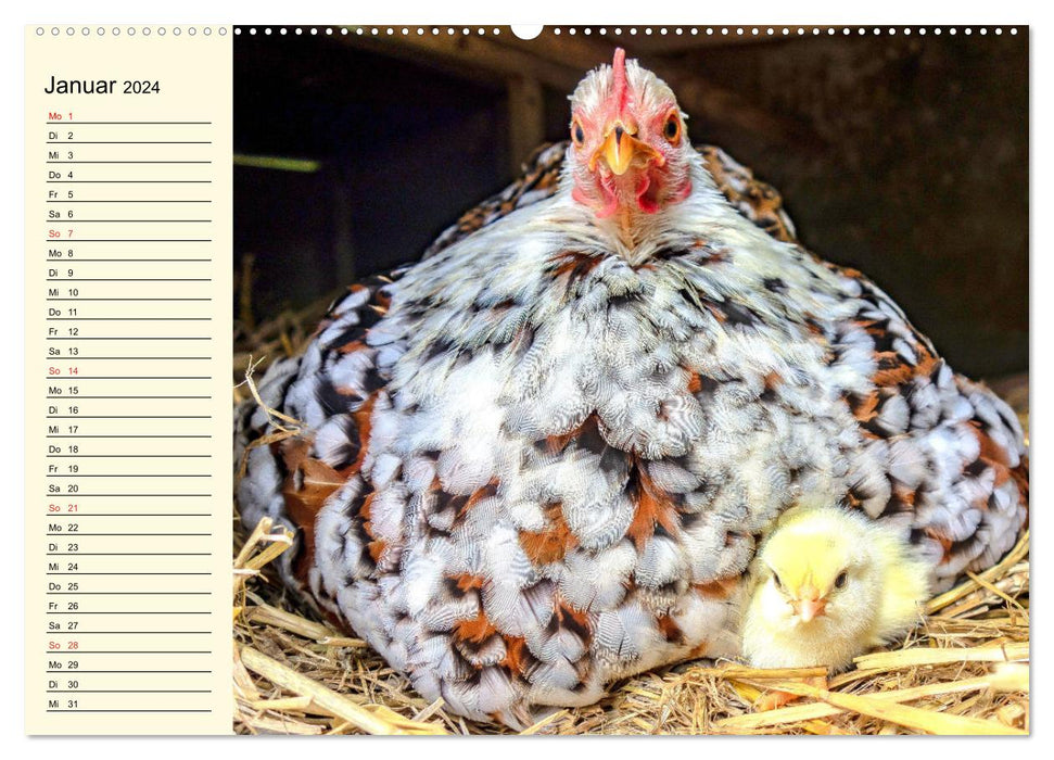 Chicken. Intelligent, beautiful and fascinating (CALVENDO wall calendar 2024) 