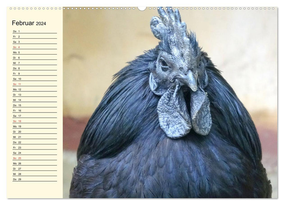 Poulet. Intelligent, beau et fascinant (calendrier mural CALVENDO 2024) 