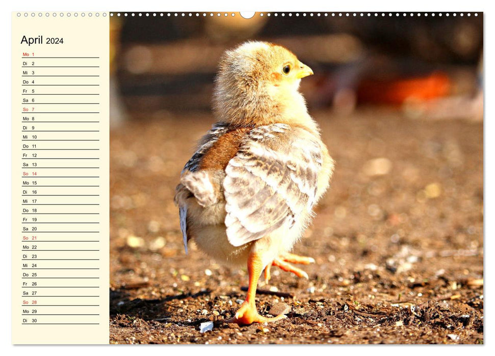 Chicken. Intelligent, beautiful and fascinating (CALVENDO wall calendar 2024) 