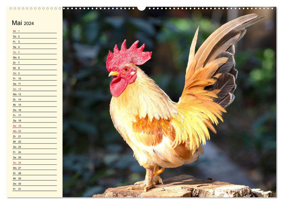 Poulet. Intelligent, beau et fascinant (calendrier mural CALVENDO 2024) 