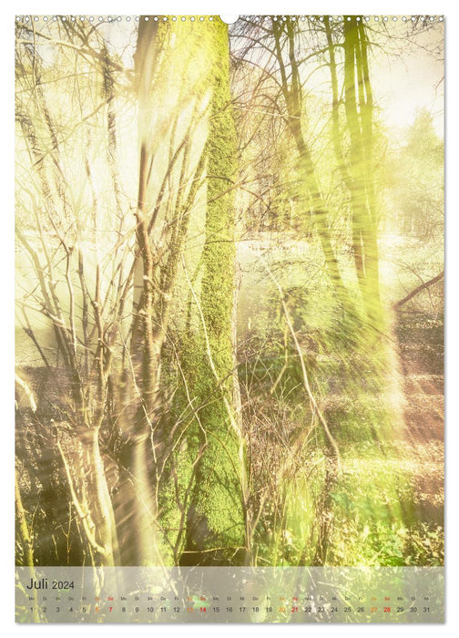 dream tree. Forest fantasies (CALVENDO Premium wall calendar 2024) 