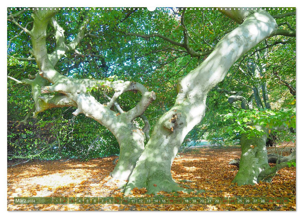 Bad Nenndorf, Kurpark impressions (CALVENDO wall calendar 2024) 