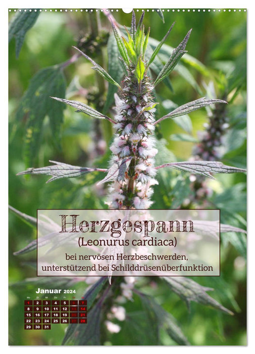 Arzneipflanzen - heilend und giftig (CALVENDO Wandkalender 2024)
