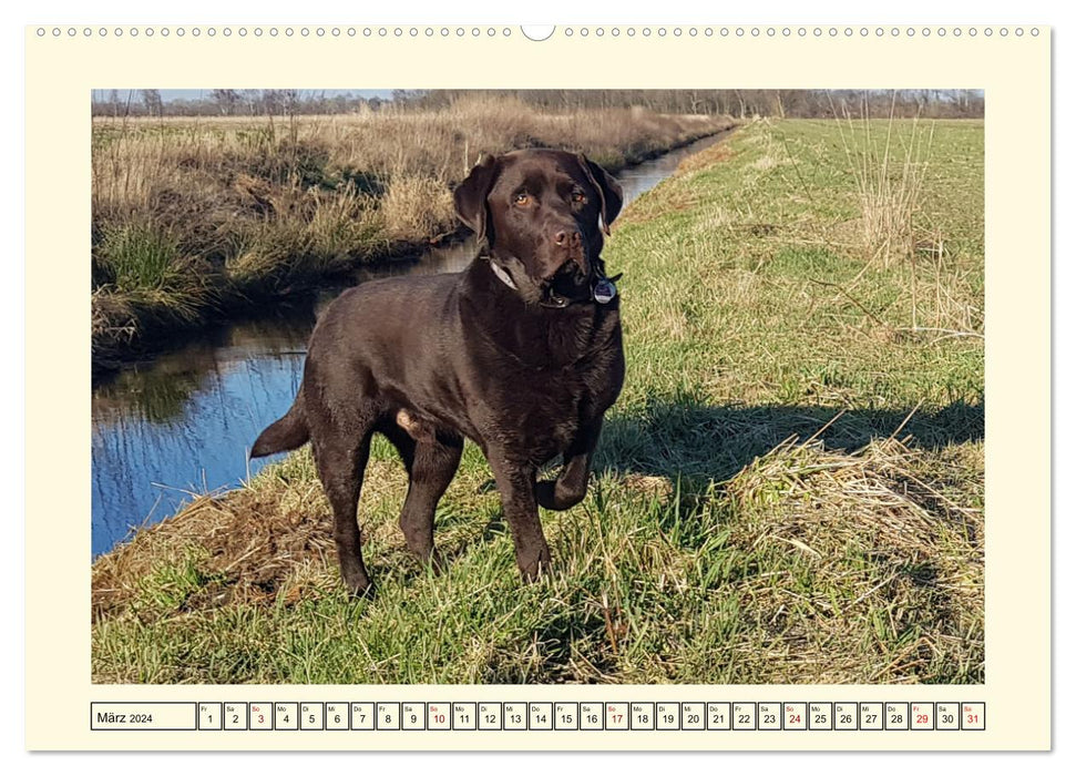 Labradors in action (CALVENDO wall calendar 2024) 